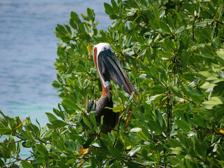 Broun pelican seats on a mangrove tree brunch on Aruba beach