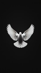 Obraz premium A serene white dove gracefully soaring against a dark backdrop in mid-flight