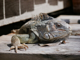 Huge iguana lizard on the beach in Aruba