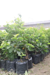 Common guava tree plant on farm
