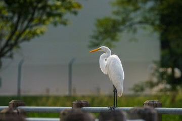 White Egret