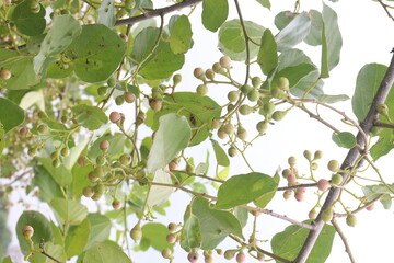 green colored raw cordia dichotoma fruit on tree