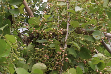 green colored raw cordia dichotoma fruit on tree © CMYK MAKER