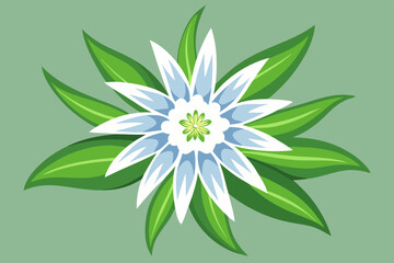 Edelweiss, watercolor clipart illustration with isolated background.
