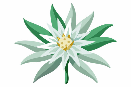 white edelweiss flower with green leaves clip art preview