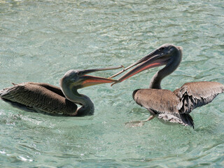 Two pelicans kissing. Pelican couple in love in the water on Aruba beach
