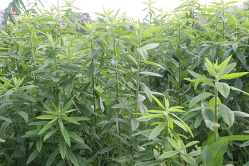 Crotalaria juncea plant on farm