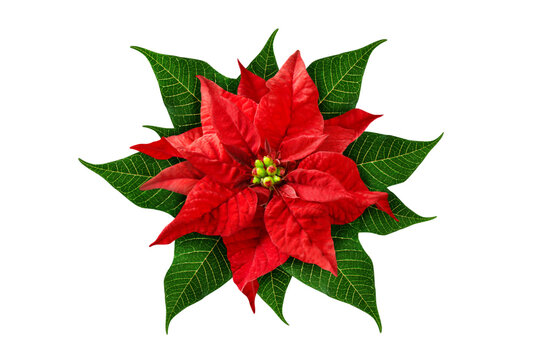 Roter Weihnachtsstern und Hintergrund transparent PNG cut out  Poinsettia Winter Rose