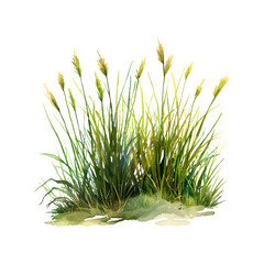 grassland vector illustration in watercolor style