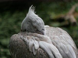 Big white pelican sleeping on a tree at the background of green leaves