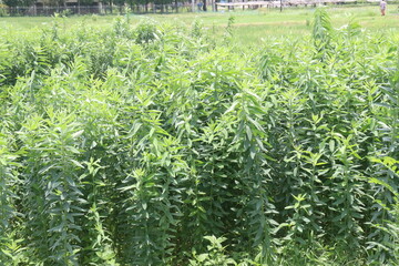Crotalaria juncea plant on farm