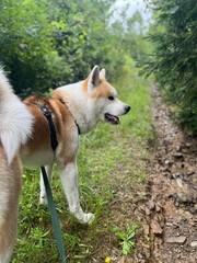 Akita Inu dog in the woods