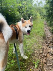 Akita Inu dog in the woods