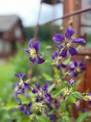 Violet flowers blooming in the garden