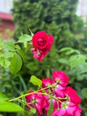 Pink roses in the garden