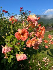 Orange flowers in the garden