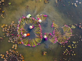 Aerial view of rural women in Moc Hoa district, Long An province, Mekong Delta are harvesting water...