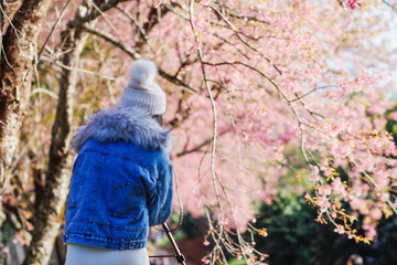 Blur image A young woman traveling and taking pictures of beautiful pink cherry blossom Sakura in winter. A young photographer travels and captures the pink cherry blossom that only blooms once a year