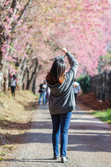 Blur image A young woman traveling and taking pictures of beautiful pink cherry blossom Sakura in winter. A young photographer travels and captures the pink cherry blossom that only blooms once a year