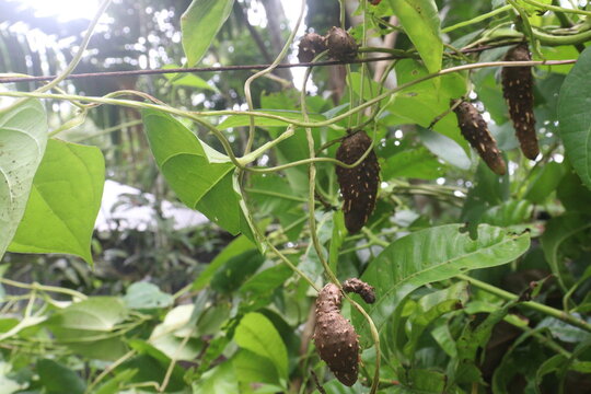 Dioscorea bulbifera plant on farm