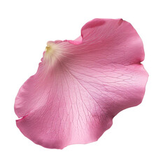 Fototapeta premium Pink Rose Petal Isolated on a Transparent Background