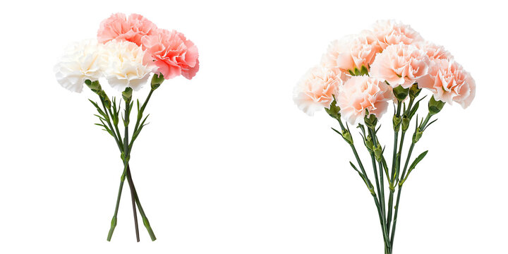 A bouquet of carnations floral arrangement classic still life style pale pink and white isolated on white and transparent background