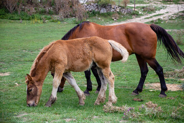 Fototapeta premium A foal and an adult horse graze in the green field, Pescocostanzo, Abruzzo, Italy