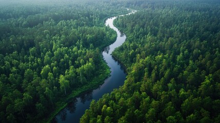 Aerial view of a winding river cutting through a dense forest, with tall trees stretching to the horizon