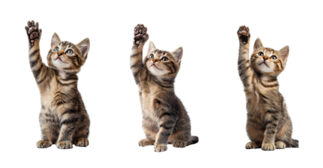 sitting cat raised its paw looks at an object, cat giving high five, cat rising her hand isolated on transparent background