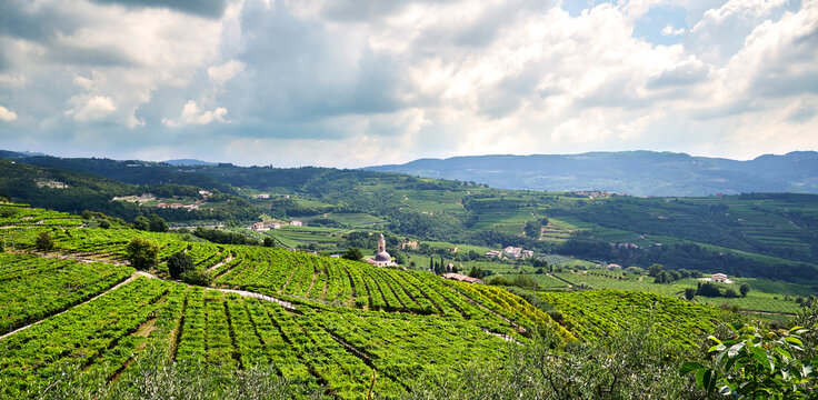 Scenic Vineyard Landscape with Rolling Hills under Cloudy Sky, Marano di Valpolicella, Verona, Italy