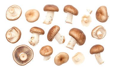 Various fresh mushrooms arranged artistically on a white background, showcasing their unique shapes and textures.