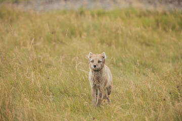 A wild fox in Iceland in the summertime.