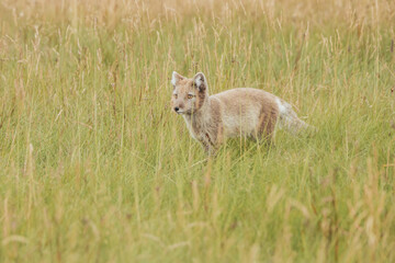 A wild fox in Iceland in the summertime.