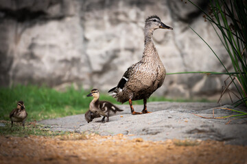 Duck with ducklings 