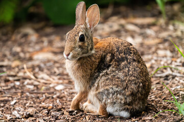 rabbit on the ground