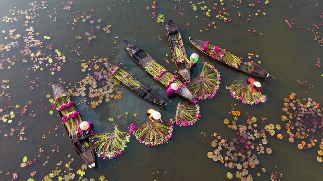 Aerial view of rural women in Moc Hoa district, Long An province, Mekong Delta are harvesting water lilies. Water lily is a traditional dish here