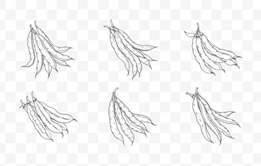 Print Green Beans Line Art Vector Set - Elegant and Detailed Illustrations of Fresh and Crisp Green Beans