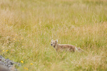 A wild fox in Iceland in the summertime.