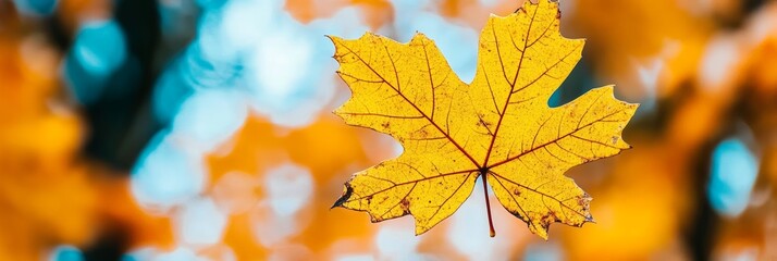 Obraz premium A golden maple leaf floats gently, capturing the essence of autumn against a colorful background of orange and blue hues