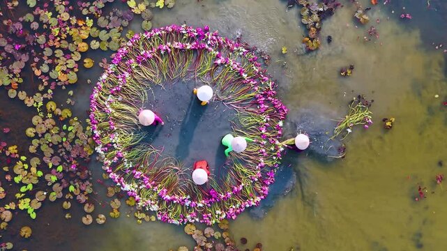 Aerial view of rural women in Moc Hoa district, Long An province, Mekong Delta are harvesting water lilies. Water lily is a traditional dish here