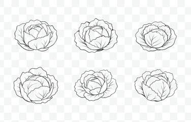 Print Detailed Cabbage Line Art Vector Collection for Botanical Illustrations and Design Elements