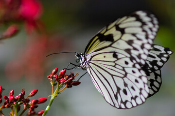 Tree Nymph Butterfly