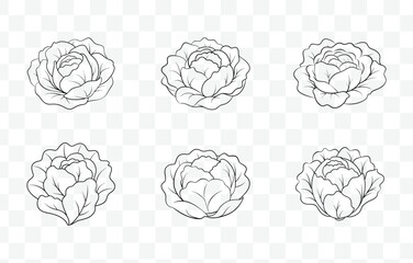 Print Detailed Lettuce Line Art Vector Set Illustrations for Design and Print with Multiple Variants and Styles