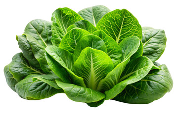 Fototapeta premium A close-up of a Romaine lettuce head, highlighting the rich, green leaves and their crisp texture, perfect for salads and wraps, on a transparent background