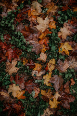 Autumn Leaves on the Ground