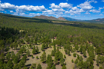 Coconino National Forest Landscapes near Flagstaff Arizona, America, USA.