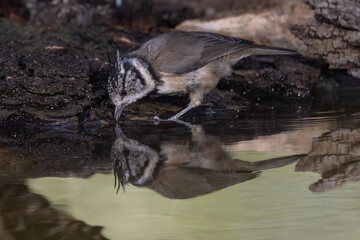 European crested tit. (Lophophanes cristatus). 