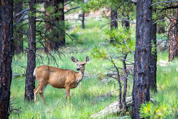 Deer Grazing in Coconino National Forest Landscapes near Flagstaff Arizona, America, USA.