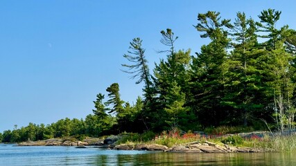Georgian Bay Ontario Shoreline with pine trees, granite shore and wildflowers