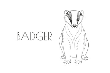 Illustration of a Animal - Badger, Mammalia